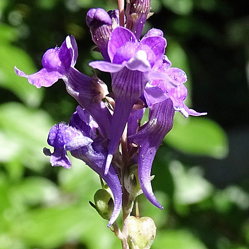 Purpur-Leinkraut / Linaria purpurea