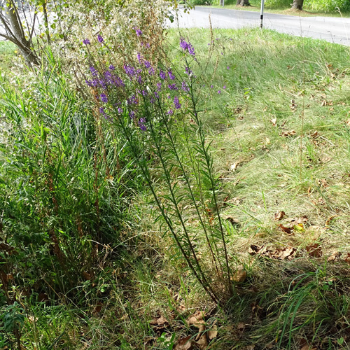 Purpur-Leinkraut / Linaria purpurea