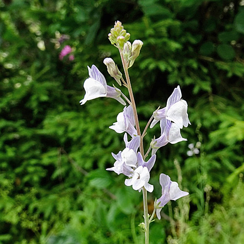 Gestreiftes Leinkraut / Linaria repens