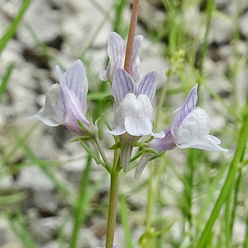 Gestreiftes Leinkraut / Linaria repens