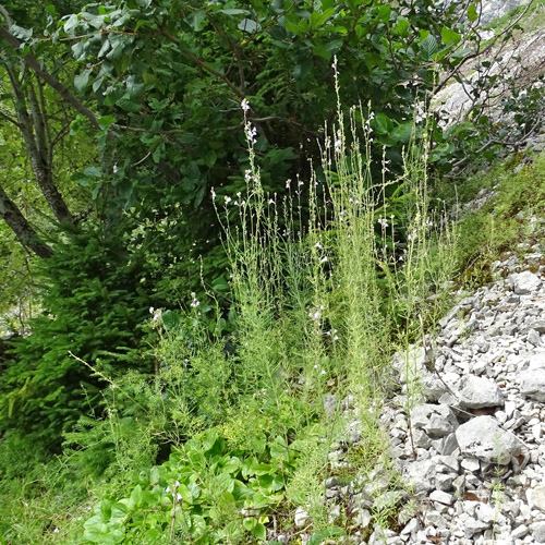 Gestreiftes Leinkraut / Linaria repens