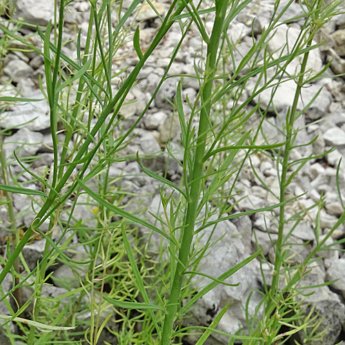 Gestreiftes Leinkraut / Linaria repens