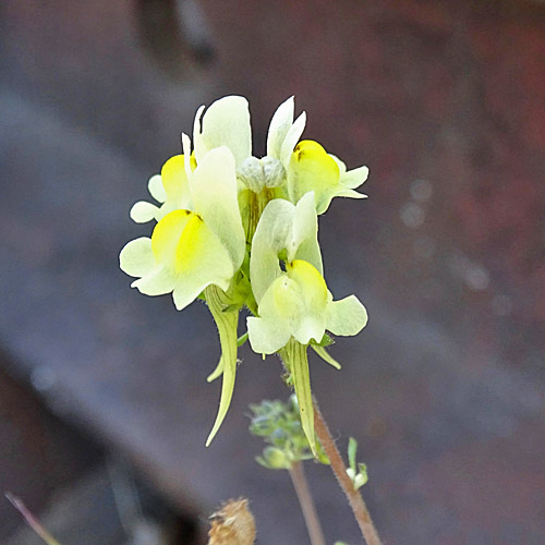 Niederliegendes Leinkraut / Linaria supina