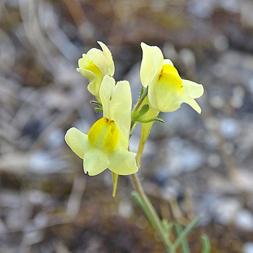 Niederliegendes Leinkraut / Linaria supina