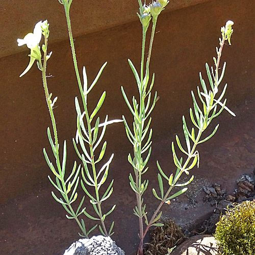 Niederliegendes Leinkraut / Linaria supina