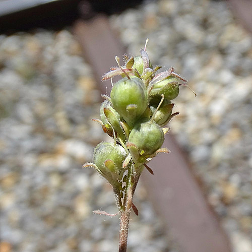 Niederliegendes Leinkraut / Linaria supina