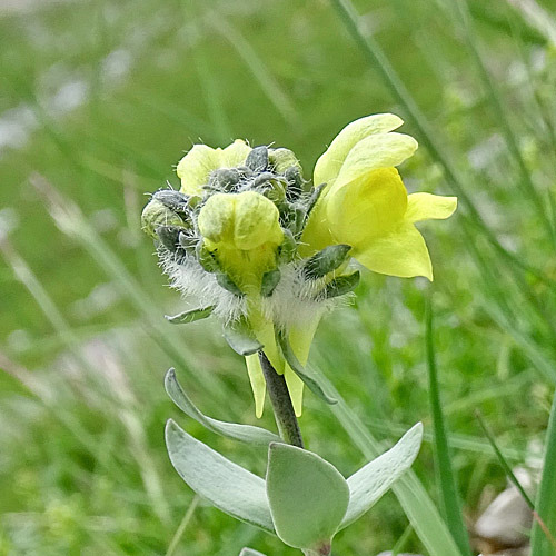 Tonzigs Leinkraut / Linaria tonzigii