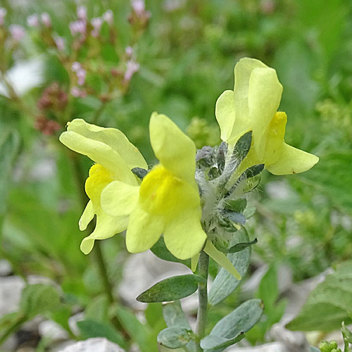 Tonzigs Leinkraut / Linaria tonzigii