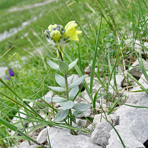 Tonzigs Leinkraut / Linaria tonzigii