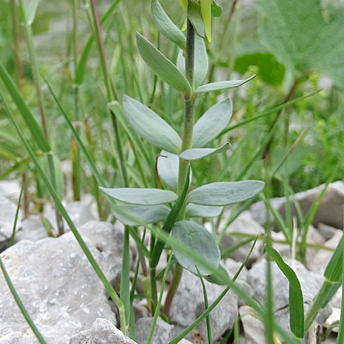 Tonzigs Leinkraut / Linaria tonzigii