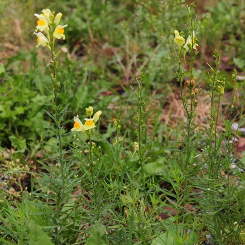 Gemeines Leinkraut / Linaria vulgaris