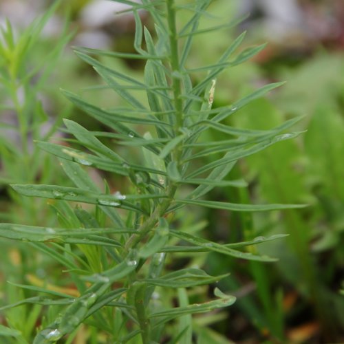 Gemeines Leinkraut / Linaria vulgaris