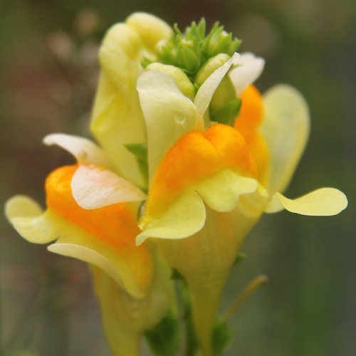 Gemeines Leinkraut / Linaria vulgaris