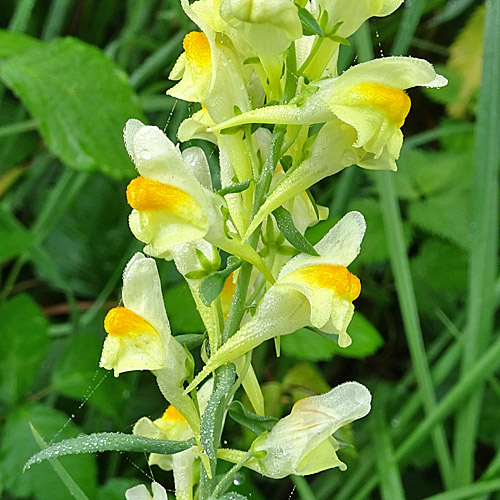 Gemeines Leinkraut / Linaria vulgaris