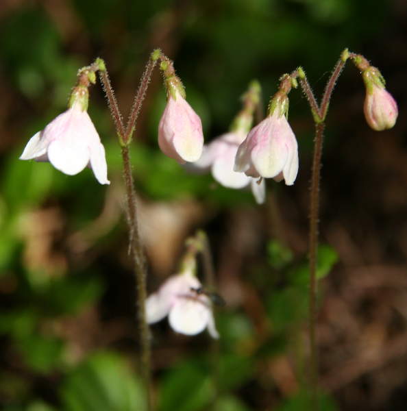 Moosglöckchen / Linnaea borealis