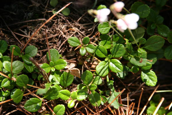 Moosglöckchen / Linnaea borealis