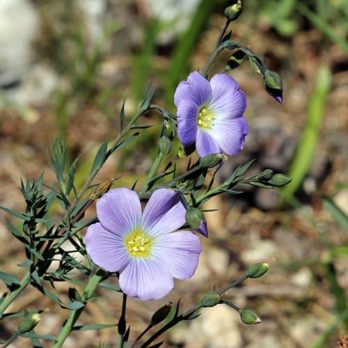 Alpen-Lein / Linum alpinum