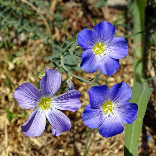 Alpen-Lein / Linum alpinum