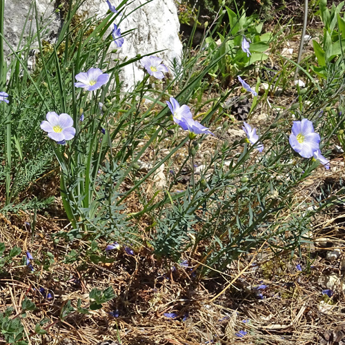 Alpen-Lein / Linum alpinum