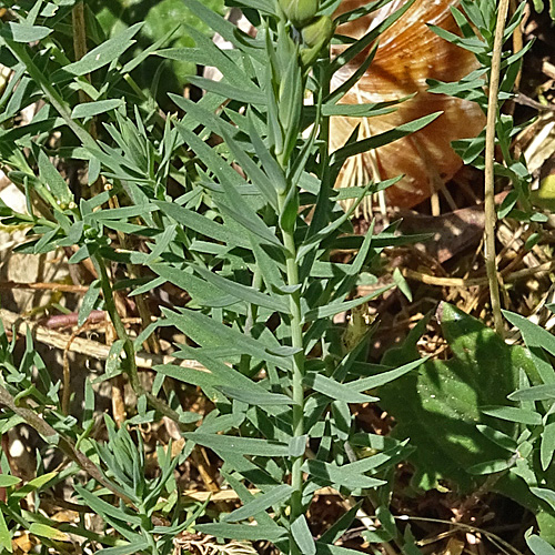 Alpen-Lein / Linum alpinum