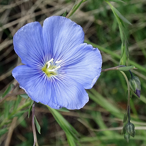 Österreicher Lein / Linum austriacum