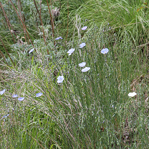 Österreicher Lein / Linum austriacum