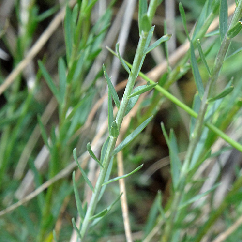 Österreicher Lein / Linum austriacum