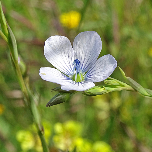 Wild-Lein / Linum bienne