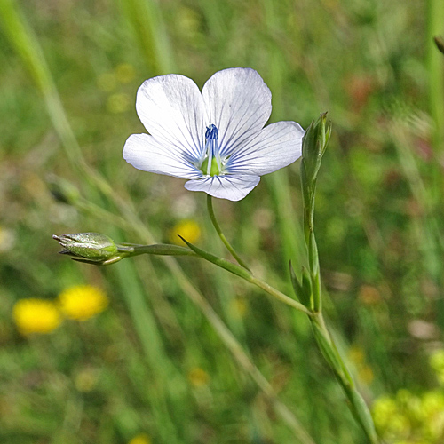 Wild-Lein / Linum bienne