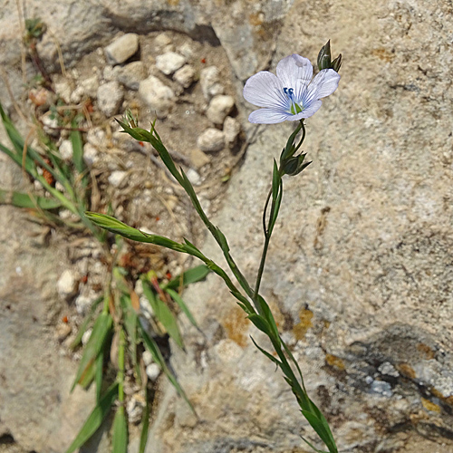 Wild-Lein / Linum bienne