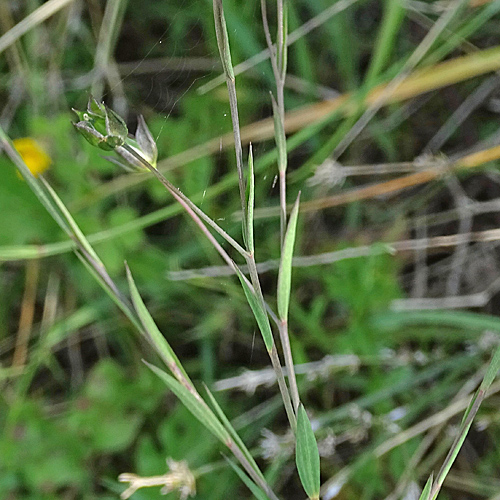 Wild-Lein / Linum bienne