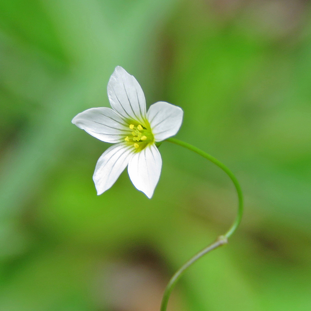 Purgier-Lein / Linum catharticum