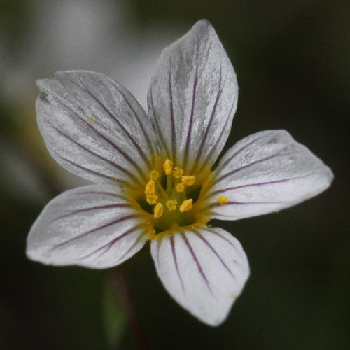 Purgier-Lein / Linum catharticum