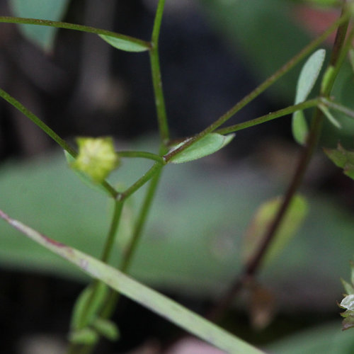 Purgier-Lein / Linum catharticum