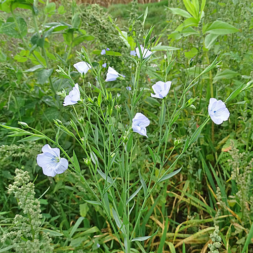 Flachs / Linum usitatissimum