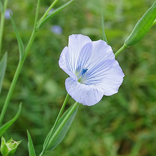 Flachs / Linum usitatissimum