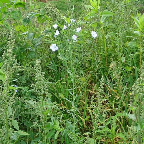 Flachs / Linum usitatissimum