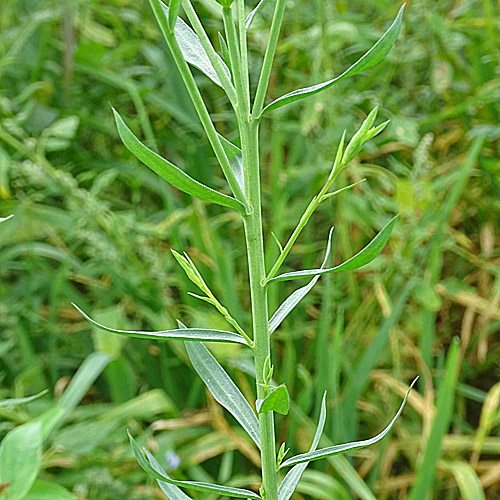 Flachs / Linum usitatissimum