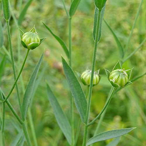 Flachs / Linum usitatissimum