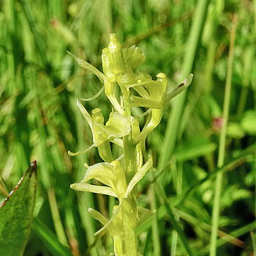 Zwiebelorchis / Liparis loeselii