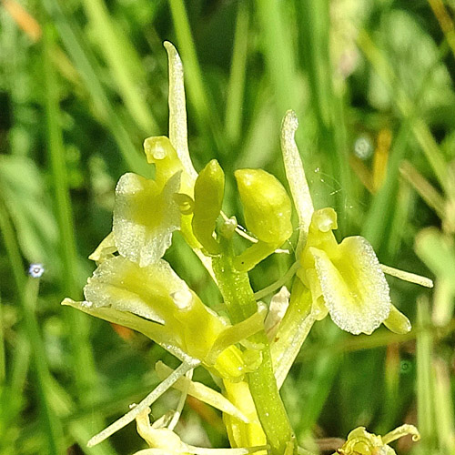 Zwiebelorchis / Liparis loeselii