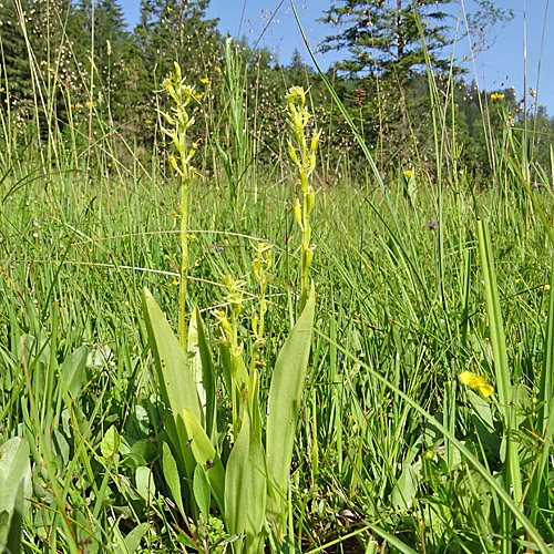 Zwiebelorchis / Liparis loeselii