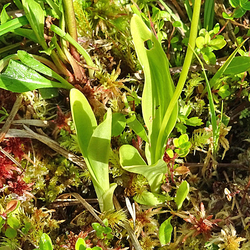 Zwiebelorchis / Liparis loeselii