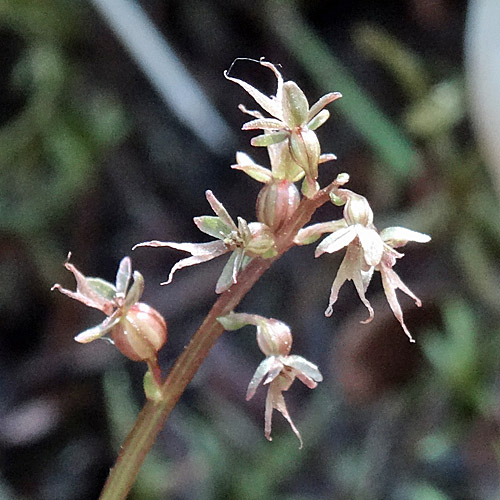 Kleines Zweiblatt / Listera cordata