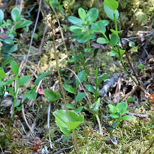 Kleines Zweiblatt / Listera cordata