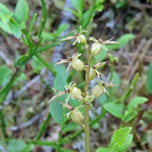 Kleines Zweiblatt / Listera cordata