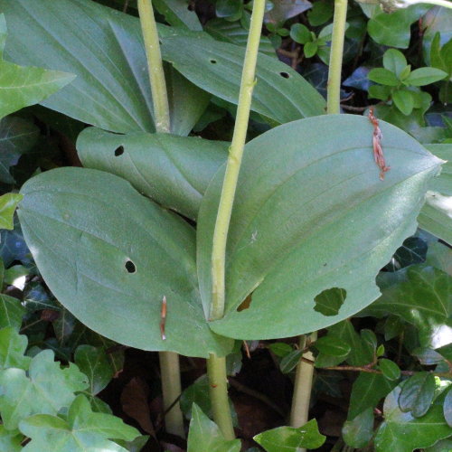 Grosses Zweiblatt / Listera ovata