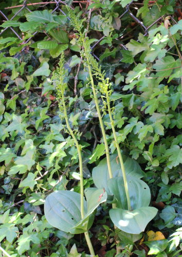 Grosses Zweiblatt / Listera ovata