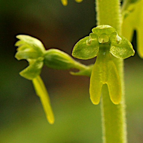 Grosses Zweiblatt / Listera ovata