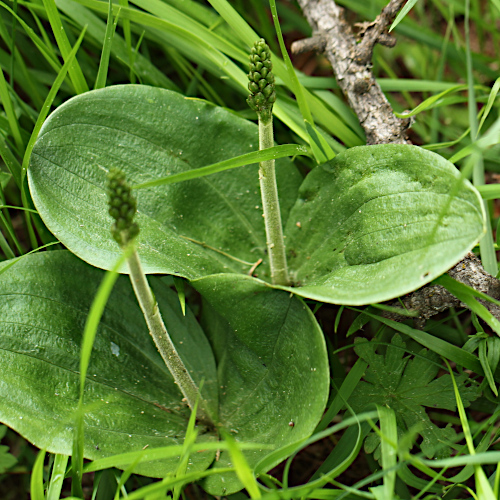 Grosses Zweiblatt / Listera ovata